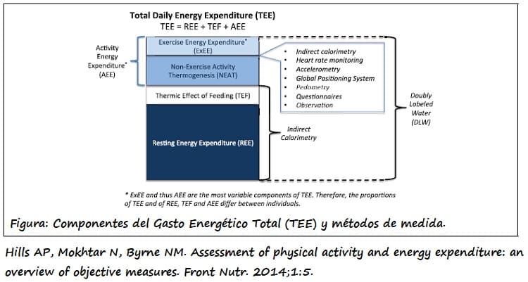 Gasto Energético en Reposo (REE), Gasto Energético por Actividad Física (PAEE) y Termogénesis Inducida por la Dieta (DIT) 