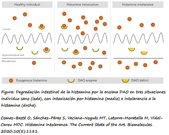 Representación gráfica de la degradación intestinal por la enzima DAO y absorción intestinal de la histamina en tres situaciones clinicas: sujetos sanos (izda), intoxicación por histamina (centro) e intolerancia a la histamina (drcha)