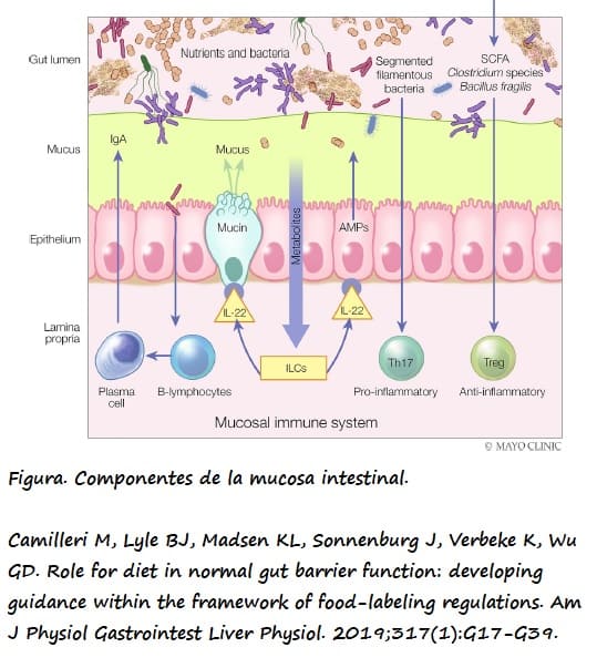 Capas que forman la mucosa intestinal