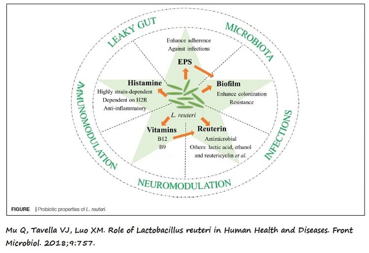 Funciones biológicas de Lactobacillus reuteri