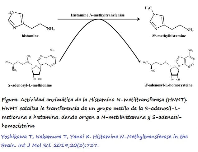 Reacción del catabolismo de la histamina por la HNMT