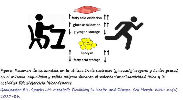 Utilización de sustratos durante el sedentarismo/inactividad física y la actividad física/ejercicio físico/deporte