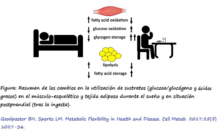 Utilización de sustratos durante el sueño y situación postprandial