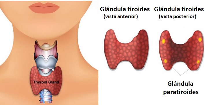 Dibujo de la localización de la glándula tiroides