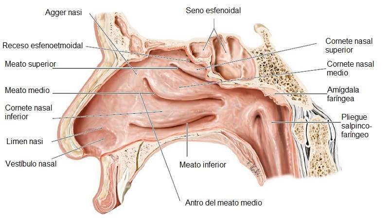 Anatomía de la cavidad nasal (corte longitudinal)