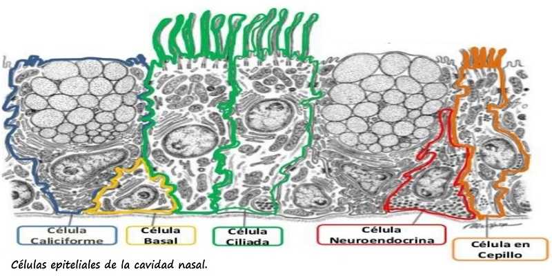 Células epiteliales de la cavidad nasal