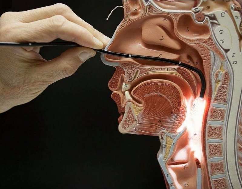 Plano sagital cabeza y cuello 