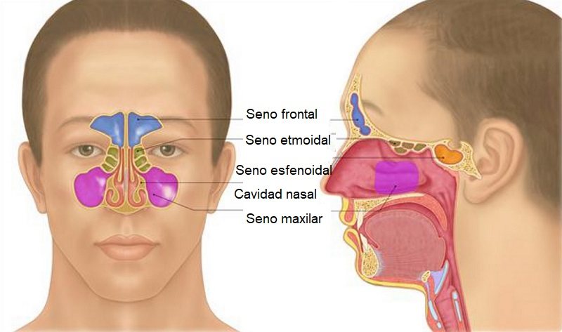 Plano frontal (izda) y sagital (drcha) de los senos nasales