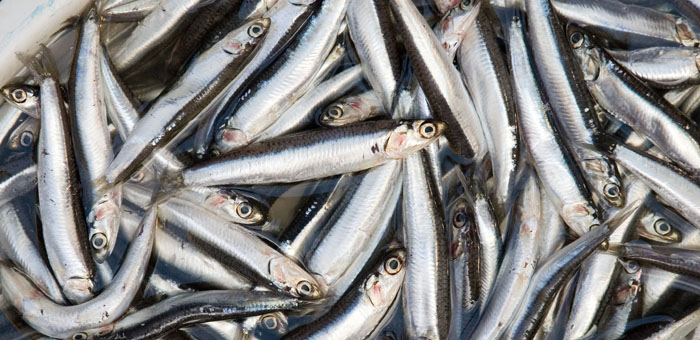 Anchoas capturadas en un caladero