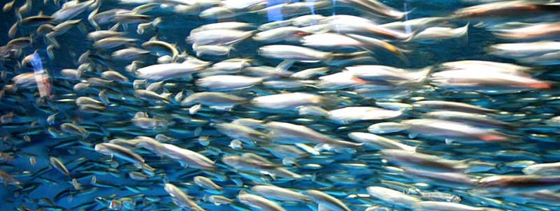 Anchoas nadando 