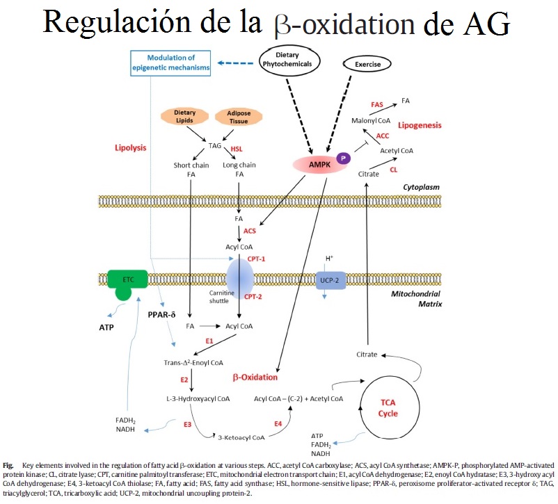 Elementos clave que intervienen en la regulación de la beta-oxidación de ácidos grasos: enzimas y moléculas