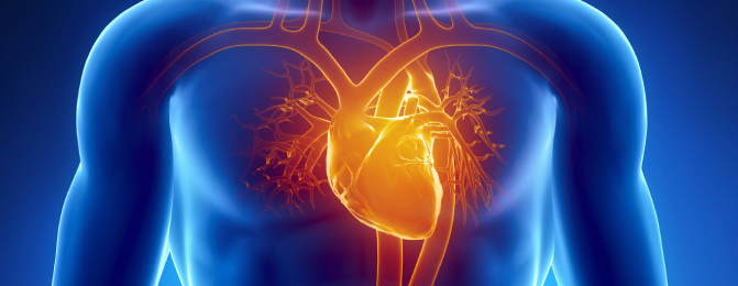 Dibujo de un cuerpo humano en tres dimensiones e imagen del corazón