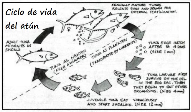 Dibujo del ciclo de vida del atún