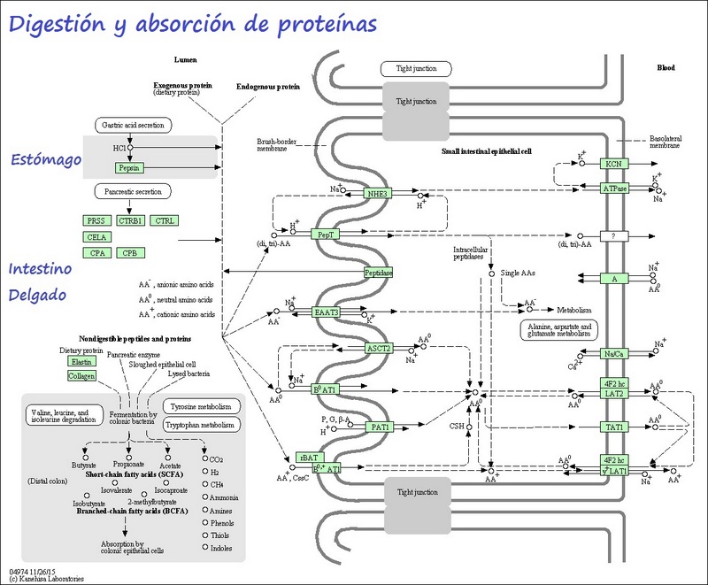 Imagen de las enzimas y sistemas de transporte implicados en la digestión y absorción de proteínas