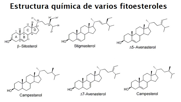 Estructura química de seis fitoesteroles (beta-sitoesterol, stigmasterol, dos subtipos de avenasterol, campestanol y campesterol)