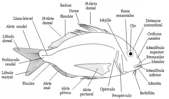 Dibujo de un pez y los elementos que lo integran