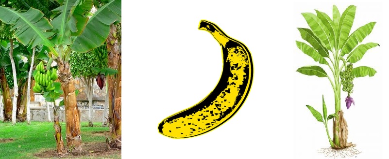 Izda: fotografía de planta musacea, centro: dibujo plátano (Andy Warhol), drcha: planta del plátano