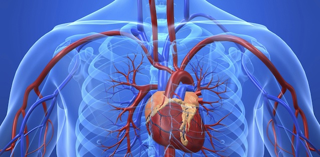 Dibujo del tronco con parte del sistema cardiovascular (corazón y principales venas y arterias)