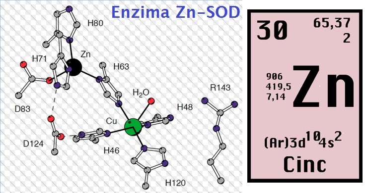 Izquierda: Estructura química en 3D de la enzima Zn-SOD (Superóxido dismutasa dependiente de Zn). Derecha: Símbolo del Zn en la tabla periódica.