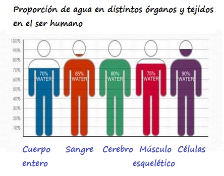 Porcentaje de agua en cuerpo entero, sangre, cerebro, músculo-esquelético, células
