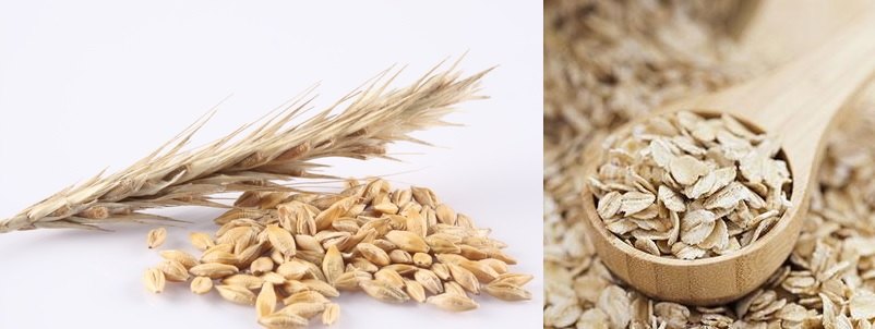 Izda: espiga de cereal y grano de avena. Drcha: copos de avena