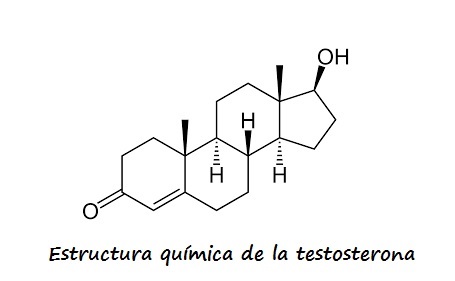 Representación tridimensional de la molécula de testosterona