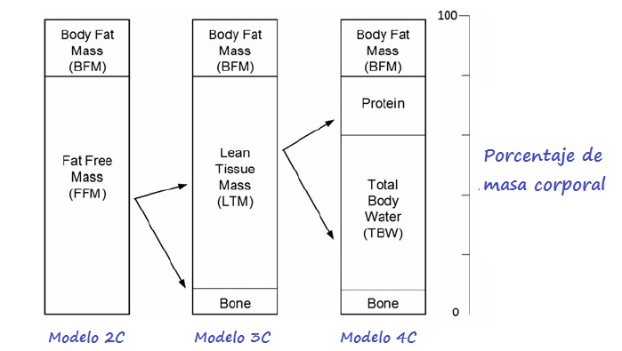Componentes de la composición corporal en modelos de 2C, 3C y 4C