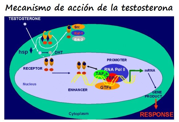 Interacción de la testosterona con su receptor y mecanismo de transducción de la señal