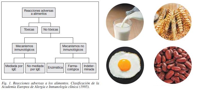 Izda: Clasificación reacciones adversas a alimentos Drcha: Muestra de 4 alimentos