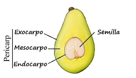 Sección longitudinal de un aguacate con sus partes anatómicas