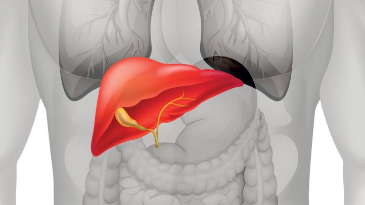 Imagen de la zona anterior del abdomen