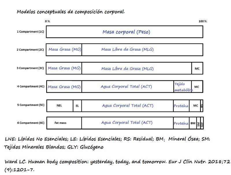 Tabla con los modelos de composición corporal