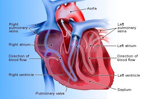 Dibujo de un corazón y sus partes anatómicas
