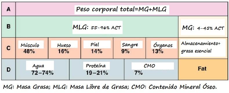 Partición del peso corporal en la masa libre de grasa y masa grasa