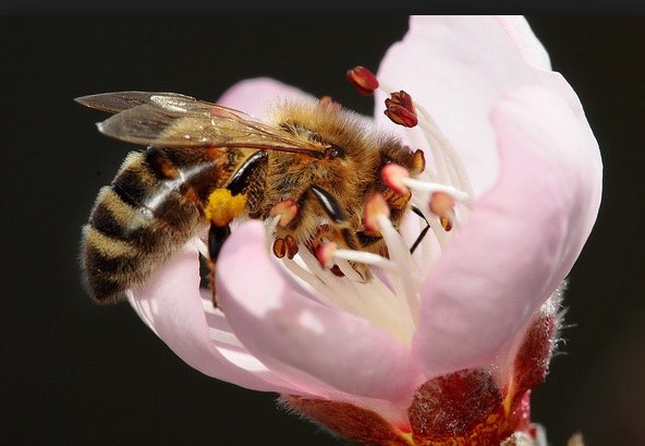 Polinización de arboles frutales Abeja polinizando flor