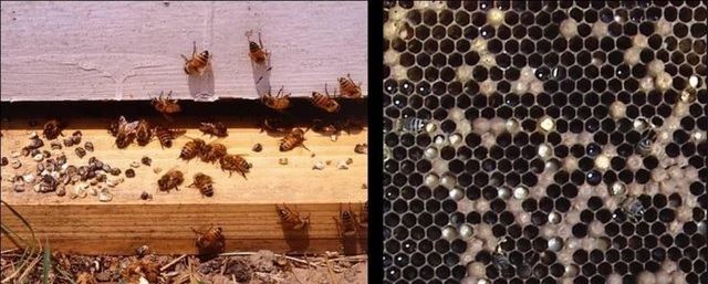 Ascosferosis Panal infestado con el hongo Ascosphaera apis