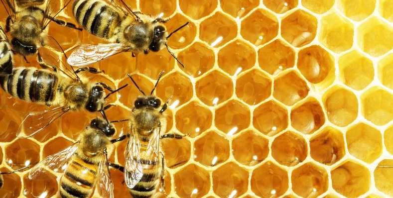 Panal con abejas Abejas sobrevolando un panal