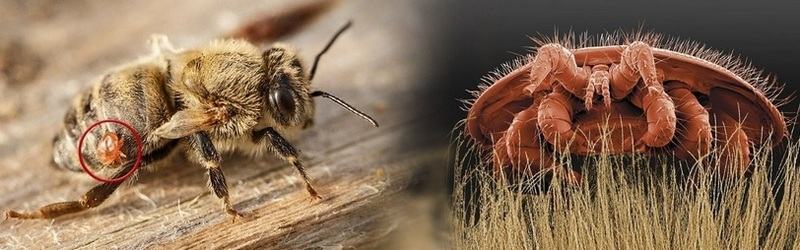 Varroasis Izda: abeja con el ácaro Varroa destructor. Drcha: Ácaro Varroa