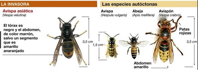Diferencias entre la avispa asiática y la avispa, abeja y avispón Izda: Avispa asiática. Drcha: Avispa, abeja y avispón