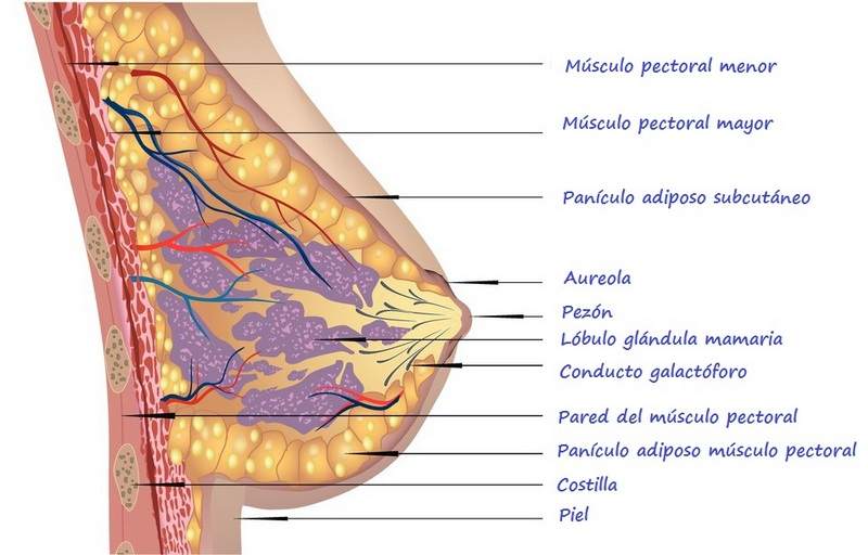 Sección transversal glándula mamaria con los nombres de sus partes