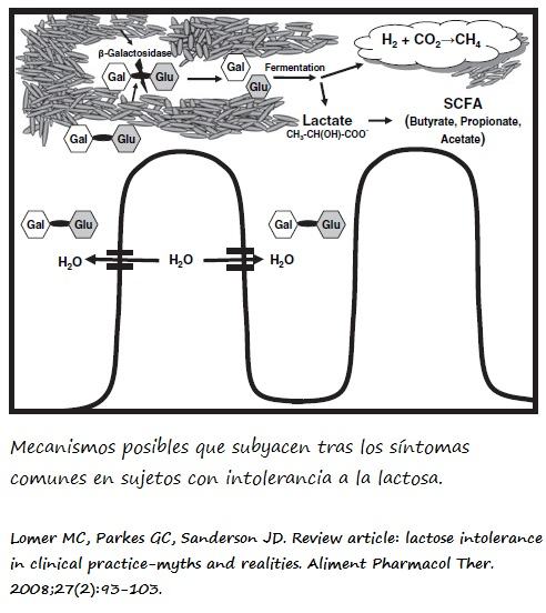 Mecanismo de acción que subyace tras los síntomas de la intolerancia a la lactosa Lactosa y lactasa en la luz intestinal y ribete en cepillo