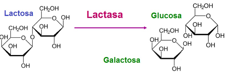 Lactasa