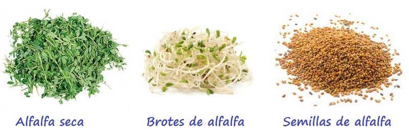 Izda: Alfalfa seca. Centro: Brotes de alfalfa. Drcha: Semillas de alfalfa.