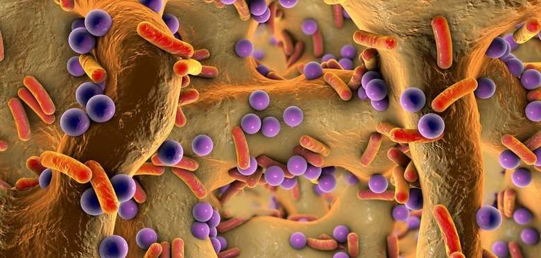 Representación gráfica de la microbiota intestinal