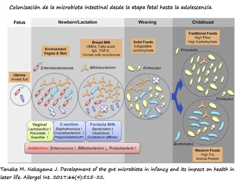 Géneros y especies bacterianas que colonización de la microbiota intestinal desde la etapa fetal hasta la adolescencia