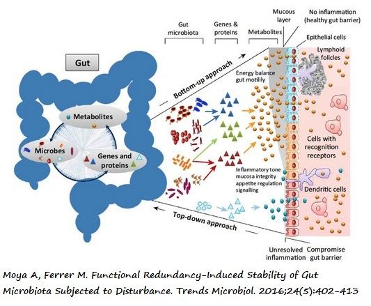 Gráfico sobre genes bacterianos, metabolitos, proteinas e inflamación