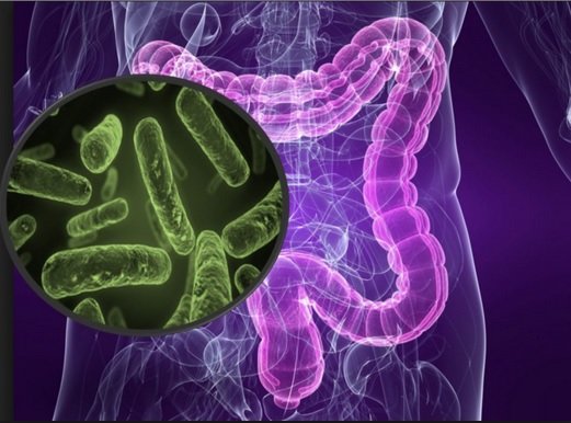 Dibujo del Tracto Gastrointestinal (TGI) humano y microbiota