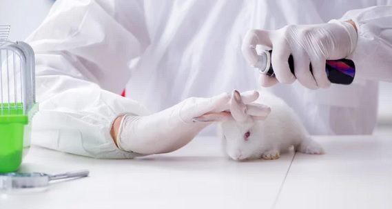 Aplicacióm tópica de EDTA a un conejo