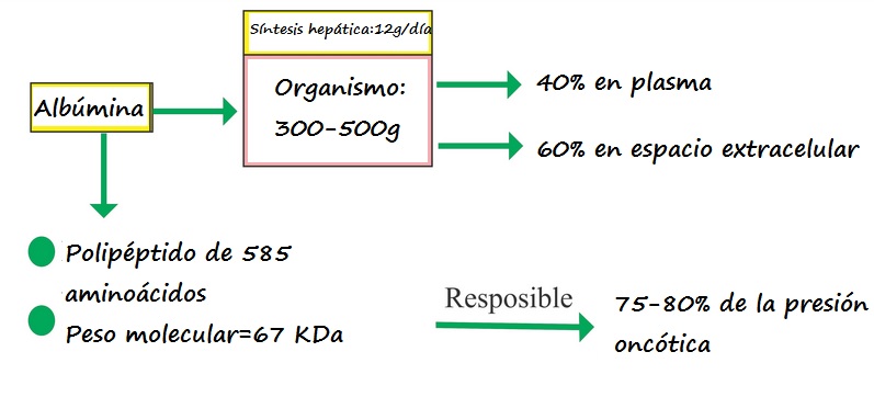 Fisiología albúmina