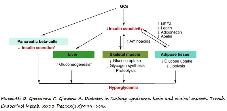 Efectos de los glucocorticoides sobre el metabolismo de la glucosa